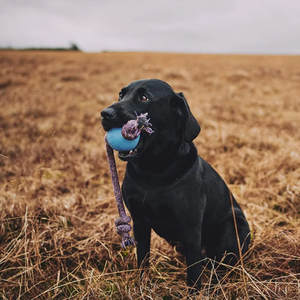 Becothings Becoball for Dog - Image 3