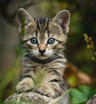 About Us Cat