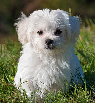 About Us Dog