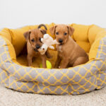 Pet care article image