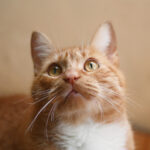 Pet care article image