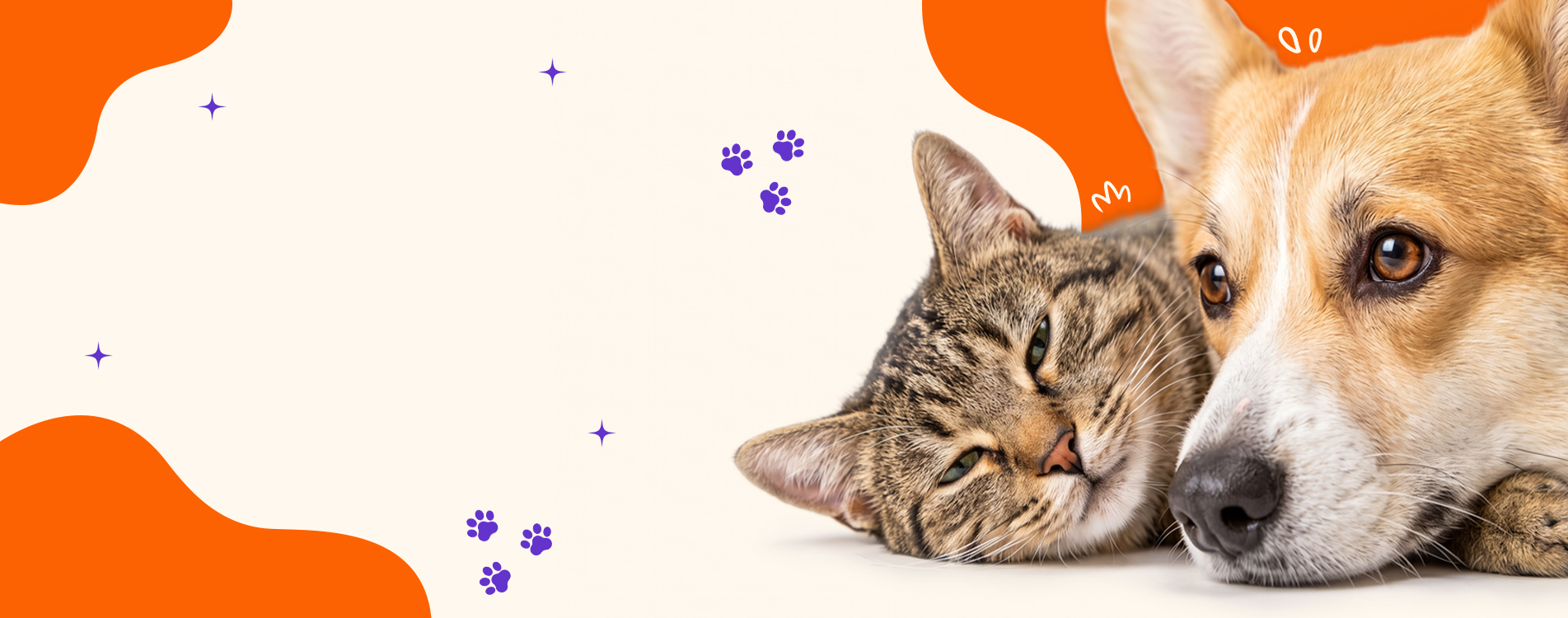 Cat surrounded by playful pet icons
